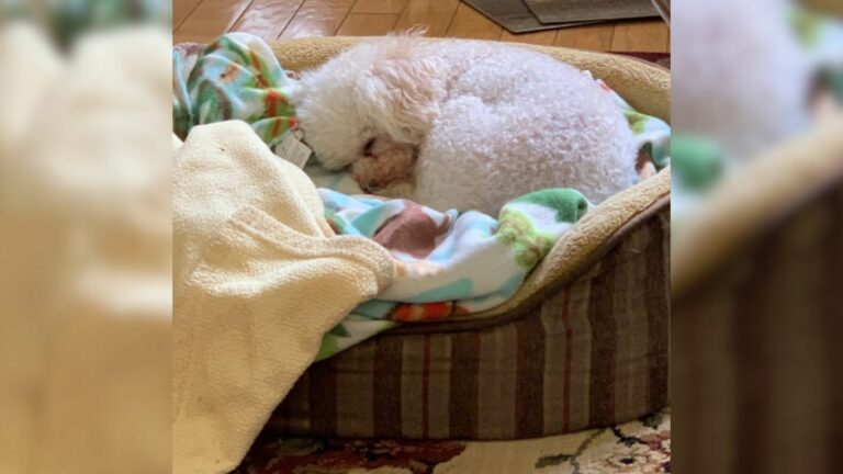 dog sleeping