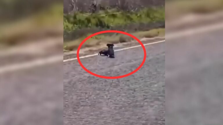 dog lying on the street