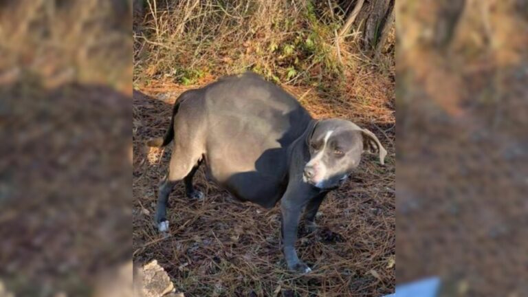 pregnant dog near the road