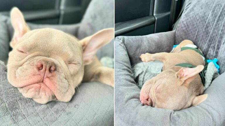 sweet puppy with backwards legs