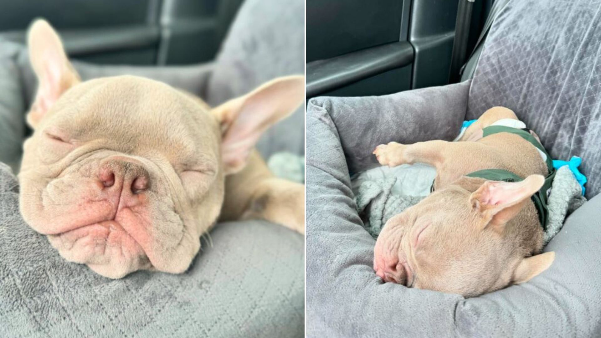 sweet puppy with backwards legs