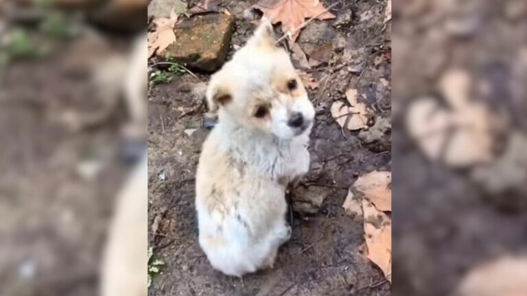abandoned tiny puppy
