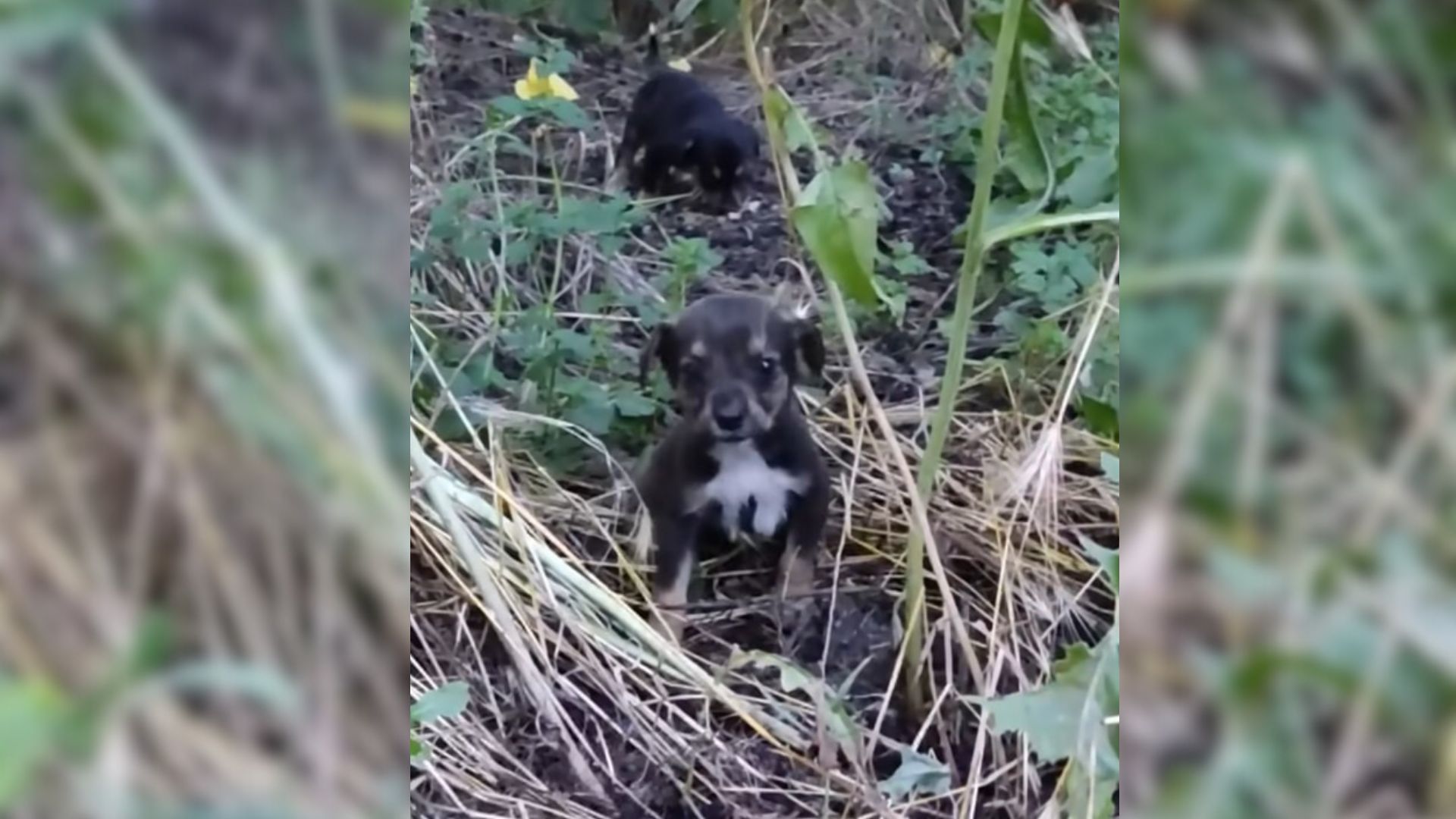 two puppies on the side of the road