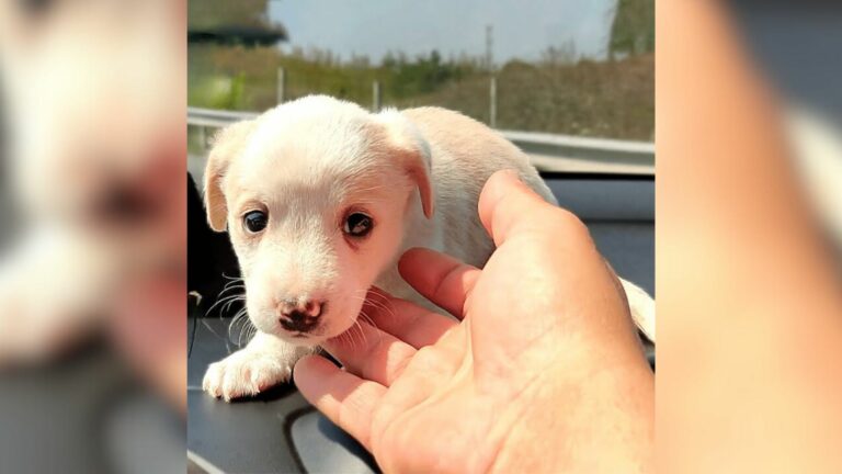 abandoned weeks old puppy