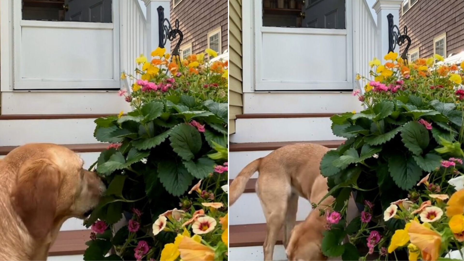 dog stealing