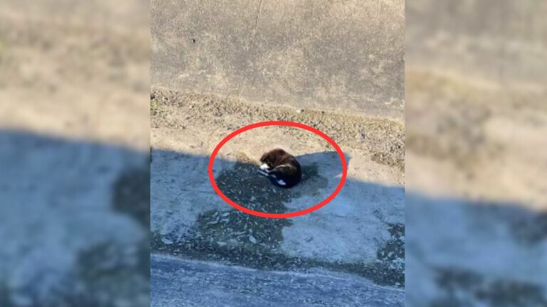 motionless pup lying in canal