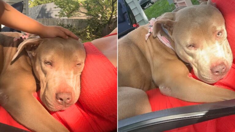 Woman From Illinois Was Heartbroken After Finding A Stray Pup With A Rope Tied Around Her Neck