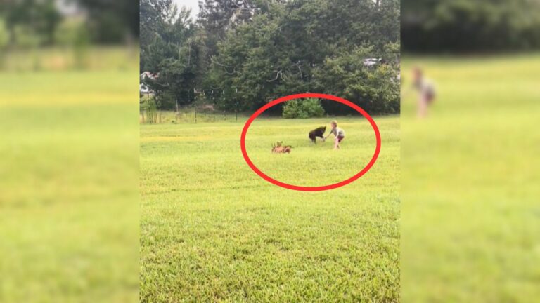 puppies playing outside