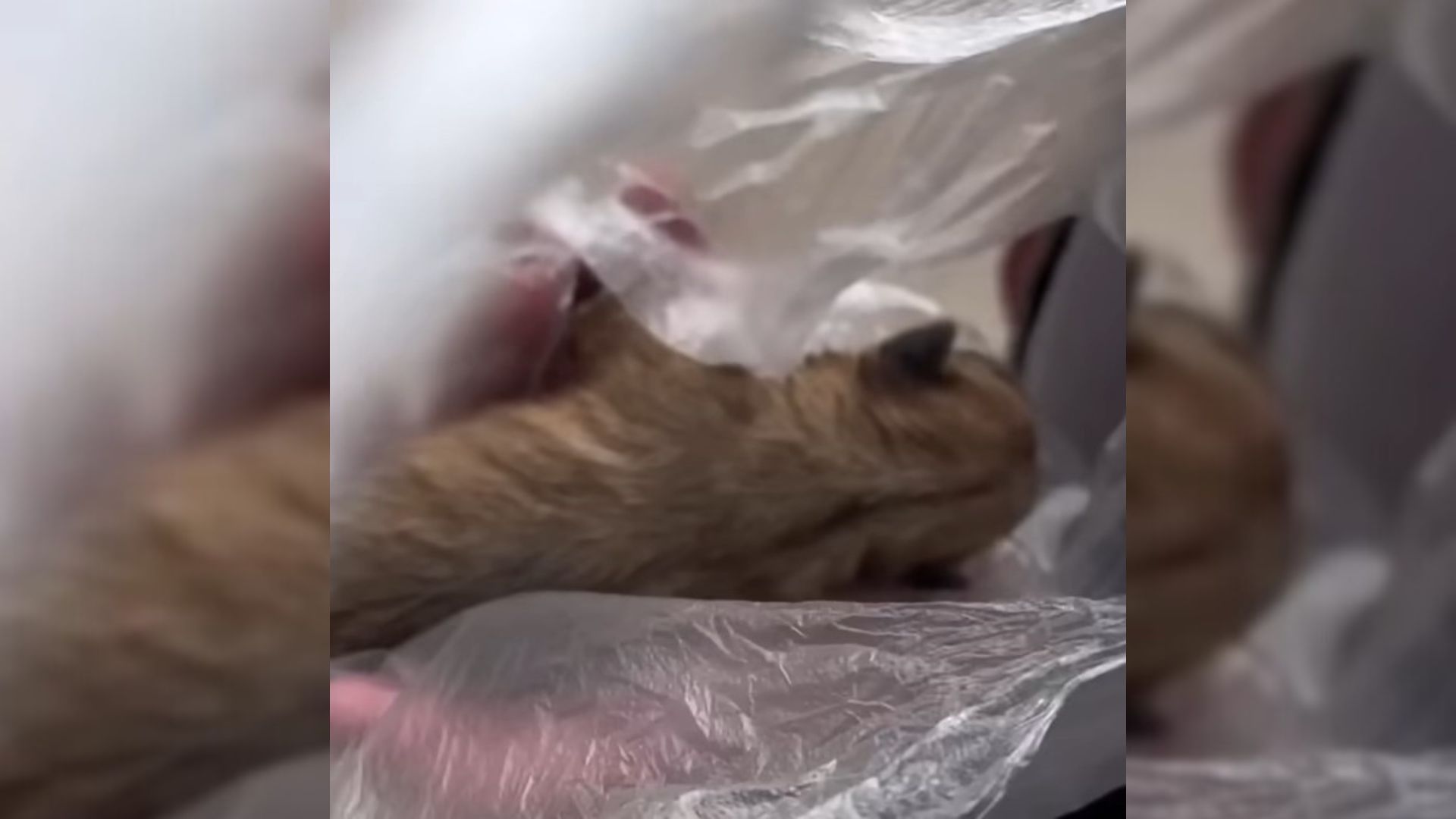 Woman Saw Someone Threw A Plastic Bag Near The Road And Was Shocked To Learn What Was Inside