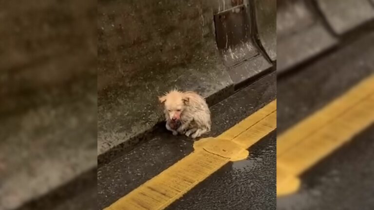 wounded dog trembling