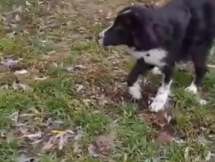 photo of abandoned dog