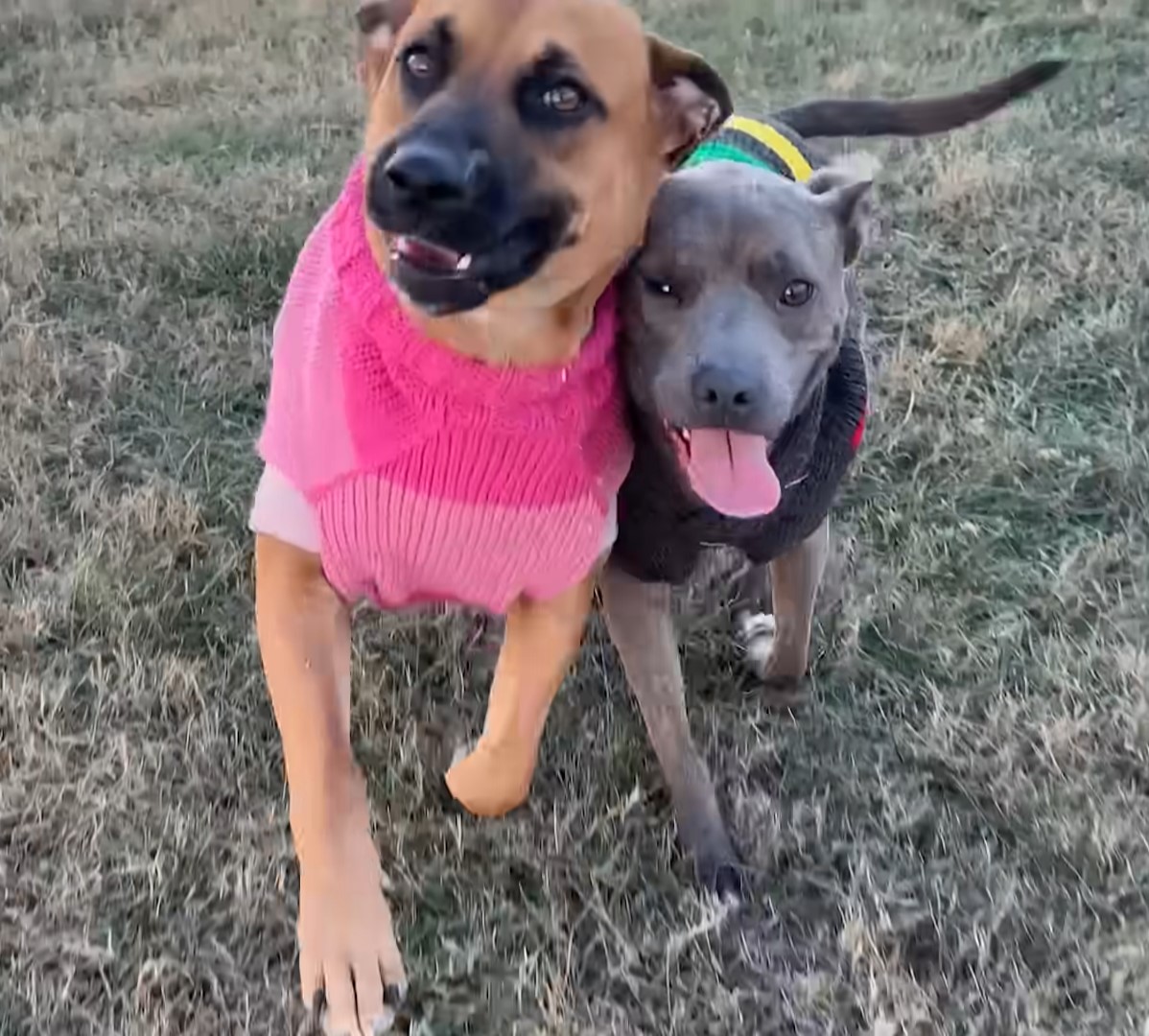 two dogs on grass
