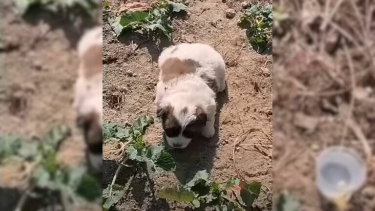 puppy left motionless