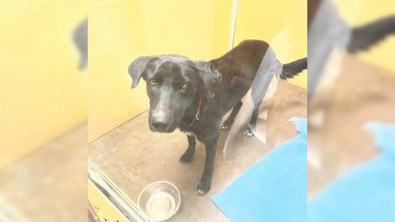A Dog Surrendered Due To An Injury Is Still In A Shelter