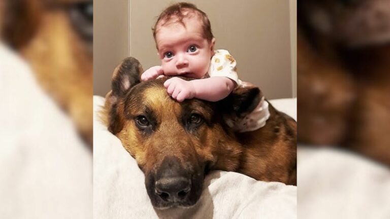Big dog and baby