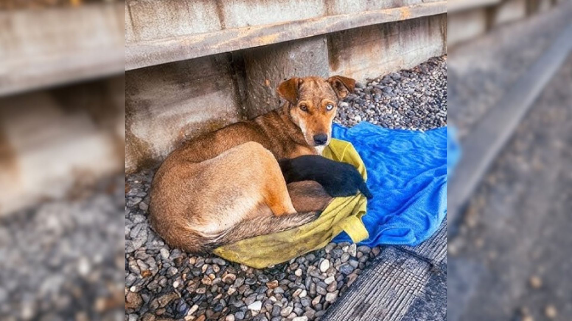 Stray Mama Dog Held Her Puppies In Her Arms And Politely Asked Strangers For Help