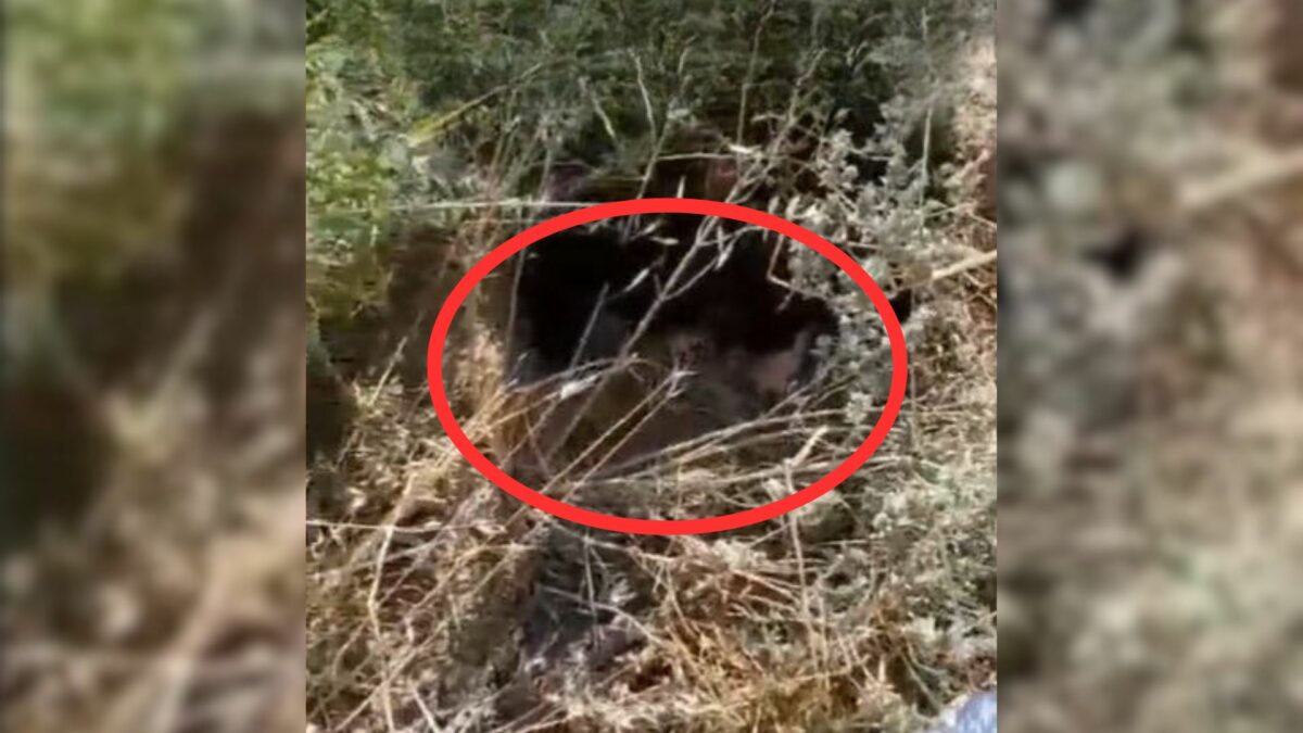 A Worker Found The Poor Puppies Abandoned Outside The Shelter In ...