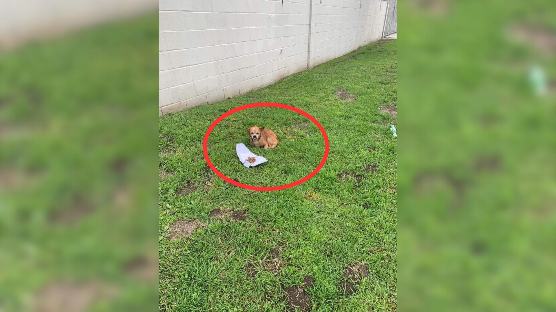 abandoned dog