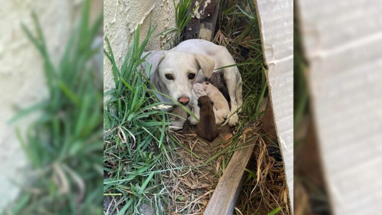 abandoned mother dog