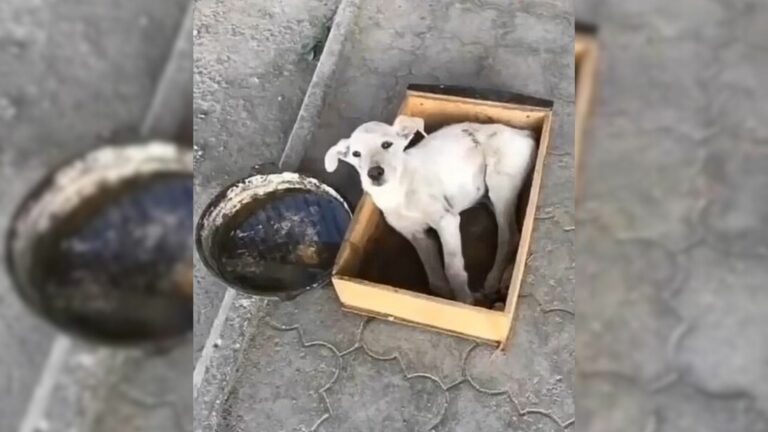 Abandoned Pup With Broken Spine