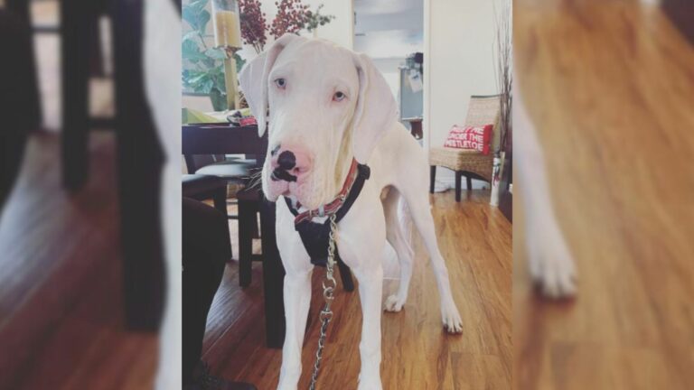 great dane dog