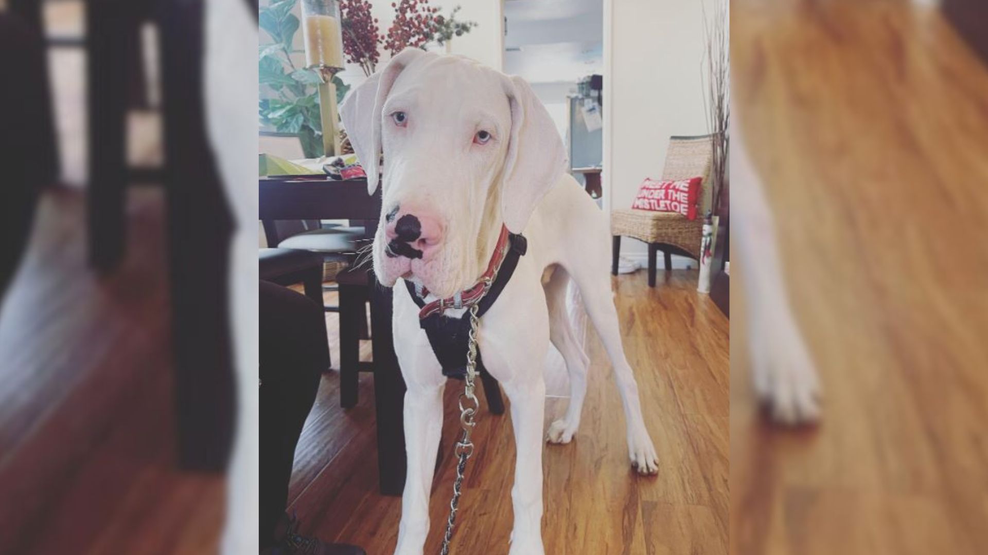 Great Dane Found In An Abandoned House Finally Met Her New Mom And Revealed Her Big Secret Soon After