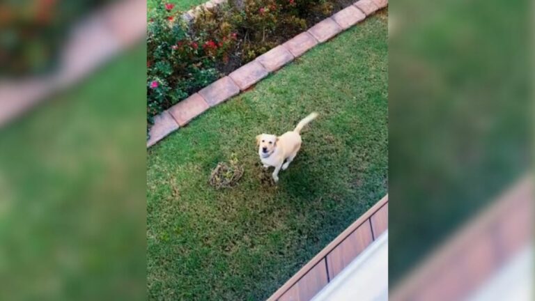 dog on the grass looking up