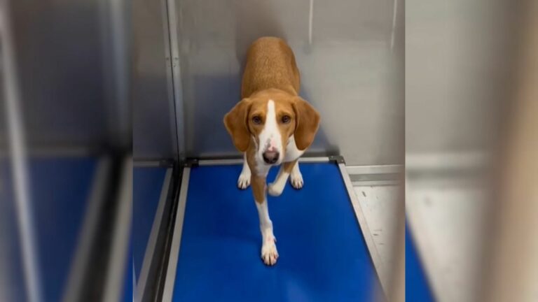 Adorable Pup Who Was Returned To Shelter