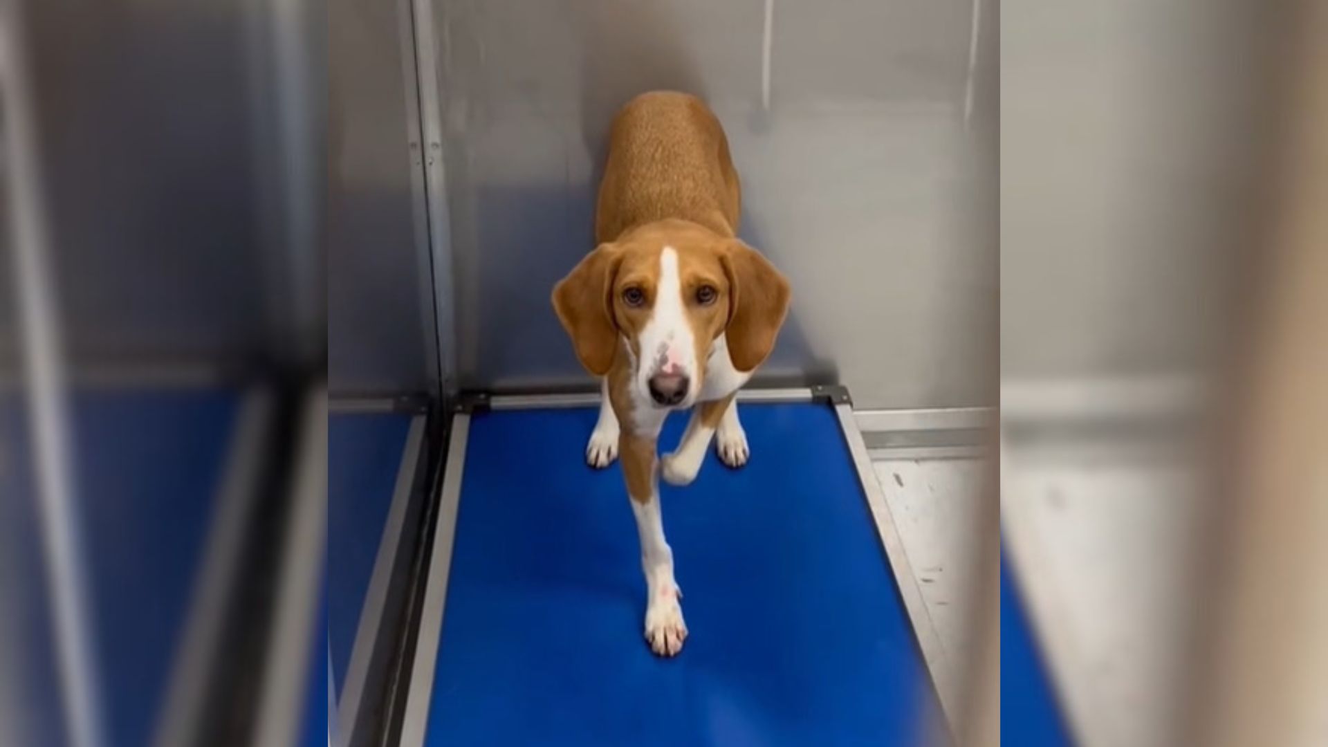 Sorrowful Pup Returned 3 Times To The Shelter In North Carolina Is Still Hoping To Find Someone Special