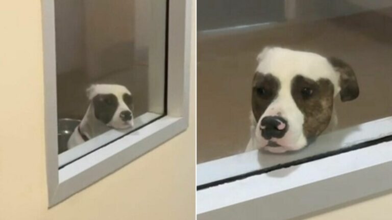 shelter pup waiting for adopters on his kennel window