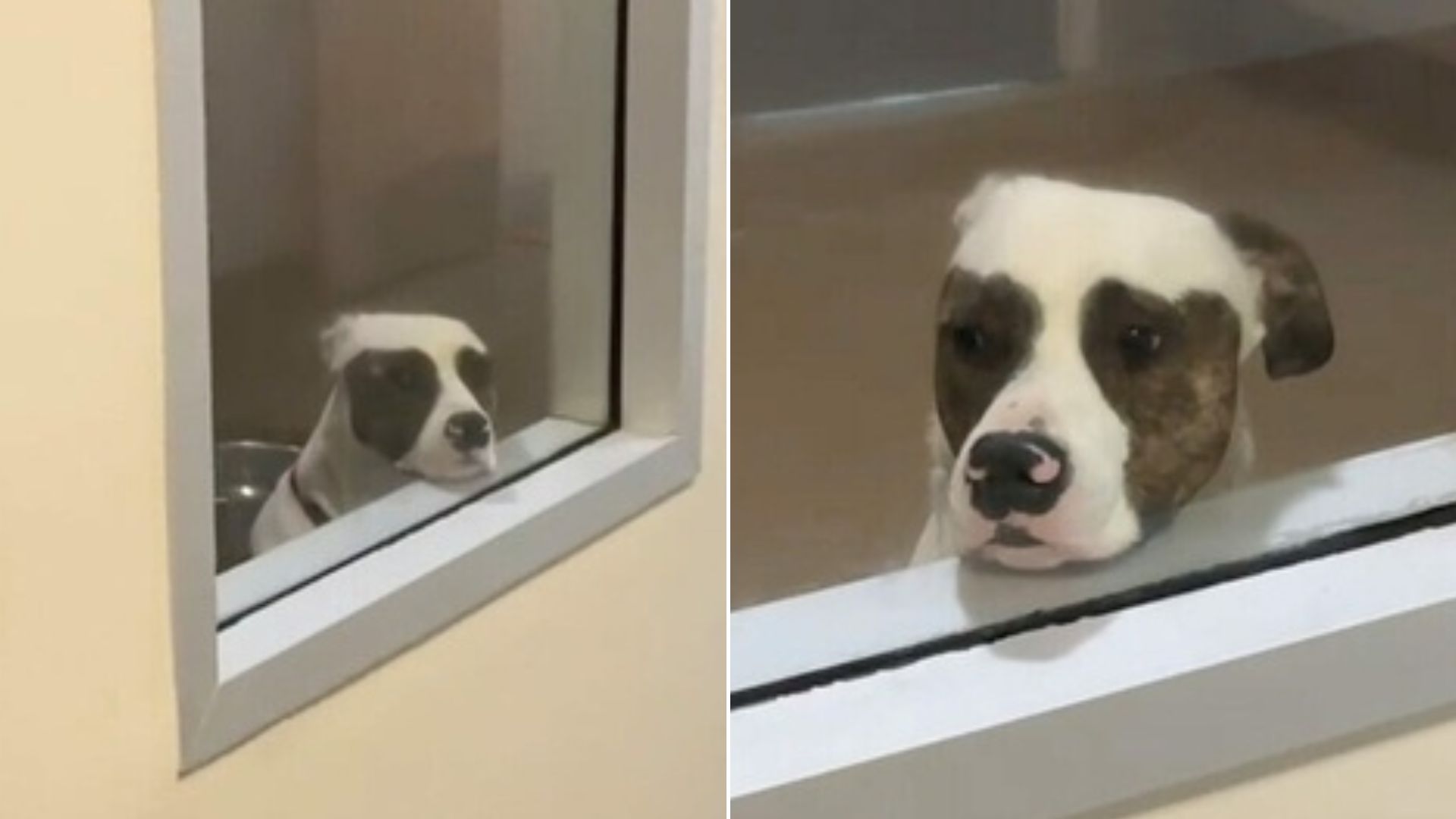 shelter pup waiting for adopters on his kennel window