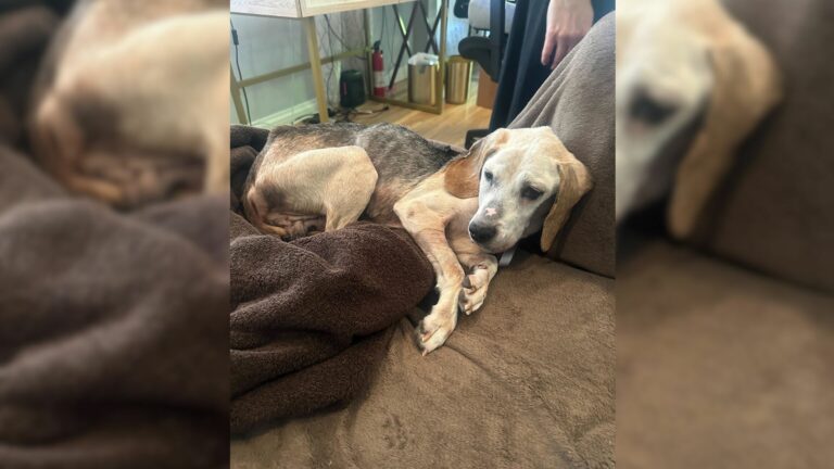 Senior Dog Is Finally Getting The Family He Deserves