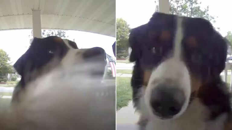 dog ringing on a bell