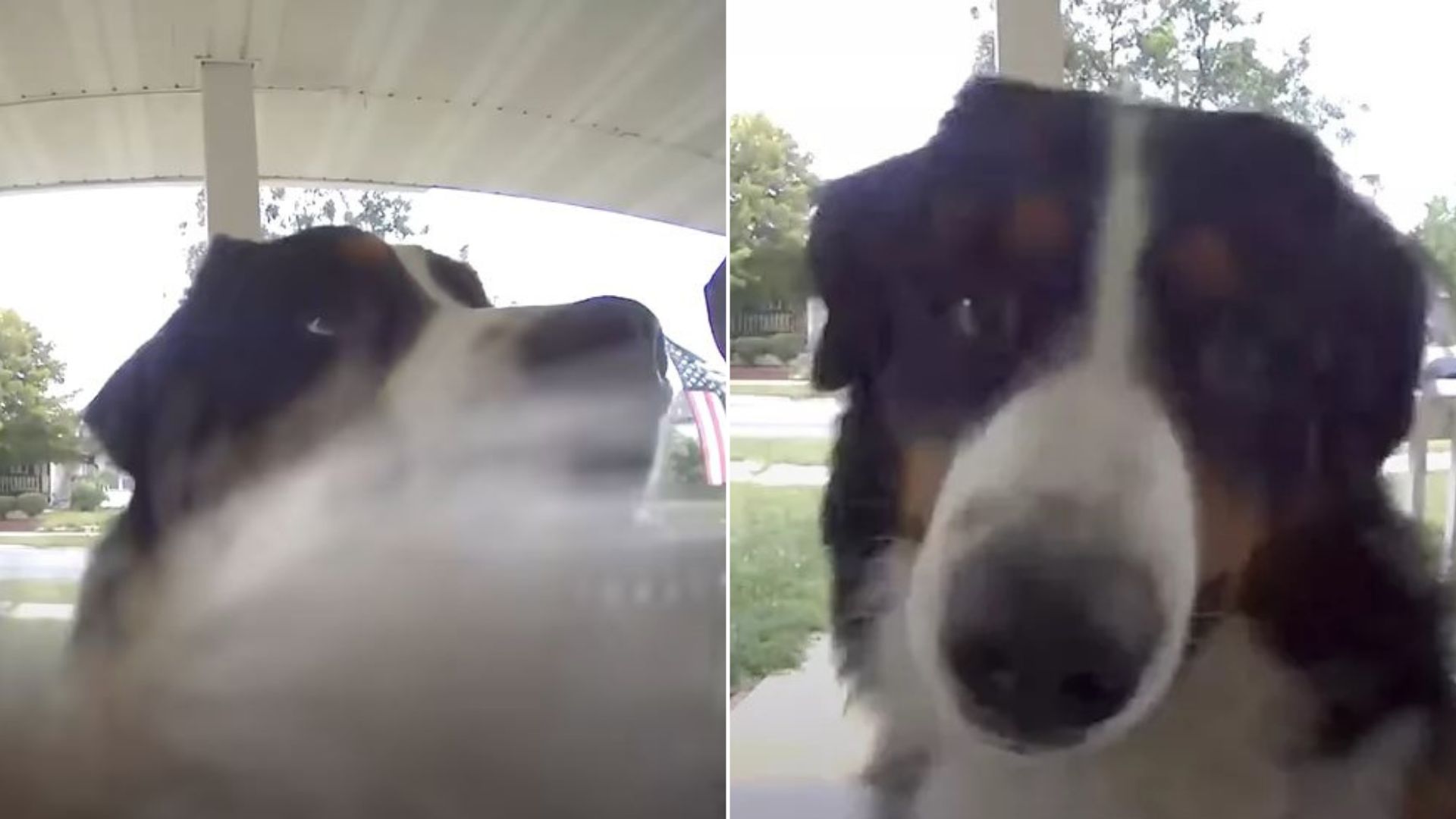 Family Shocked To See Their Dog Ringing Doorbell Camera, Confident He Was Indoors All Along