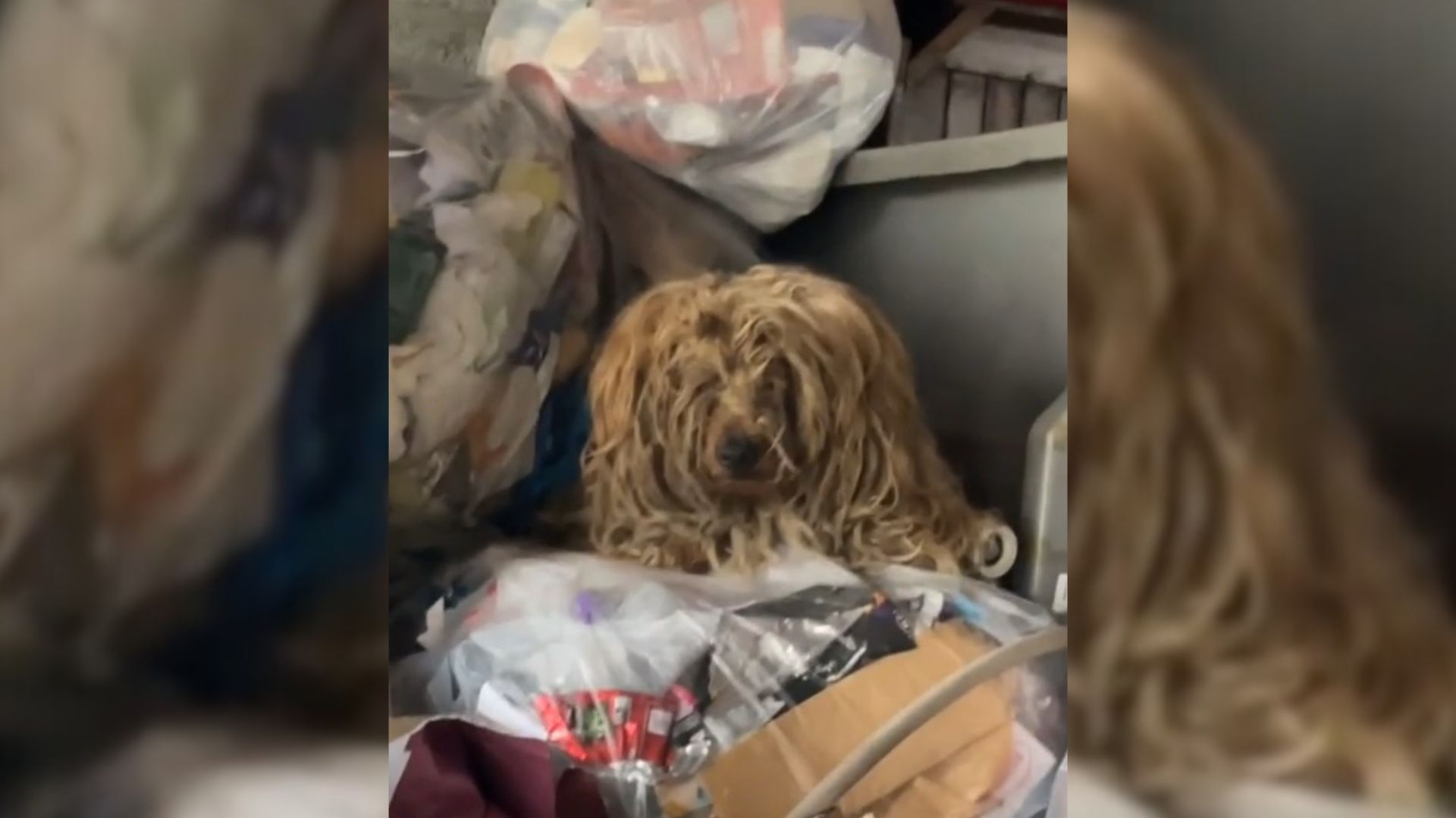 Rescuers Were Shocked To Find This ‘Aggressive’ Dog Thrown In A Dumpster, So They Give Him A New Chance