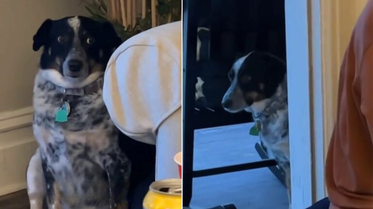 dog hiding on the party