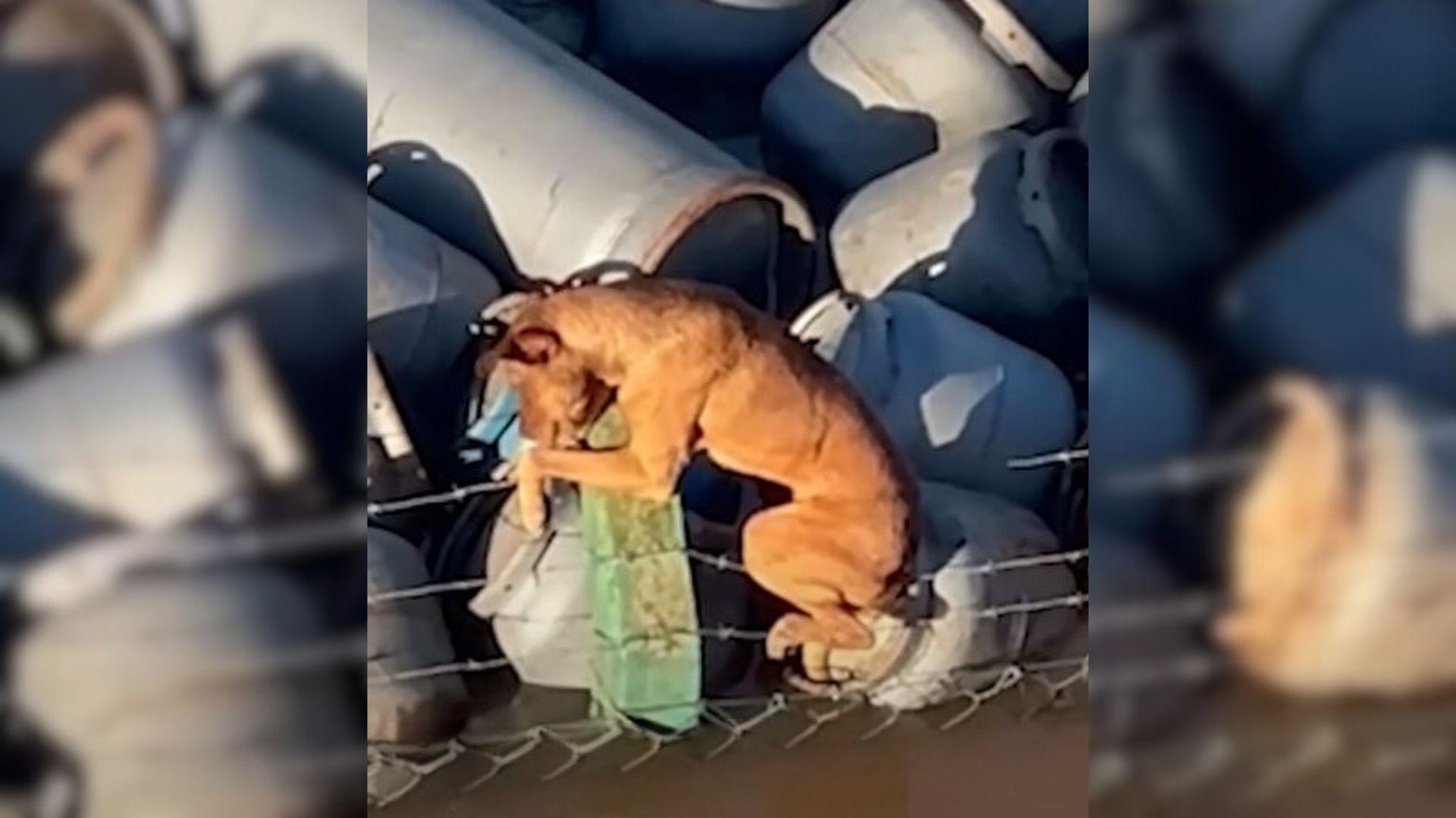 puppy clinging on a barbed wire