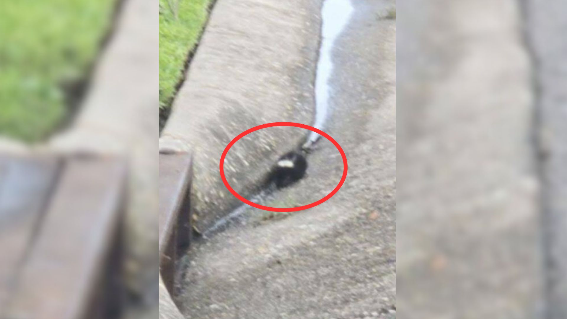 fuzzy lump near storm drain