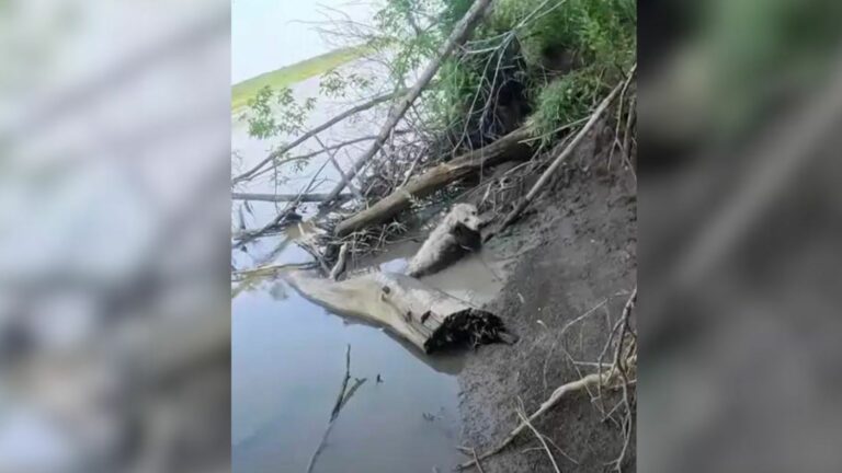 dog in a mud