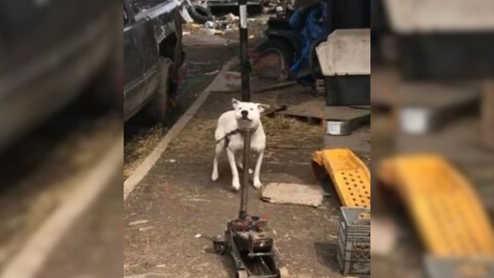 A Dog Living On A Chain Can’t Hide His Happiness After Spotting A Kind Human Coming To His Aid