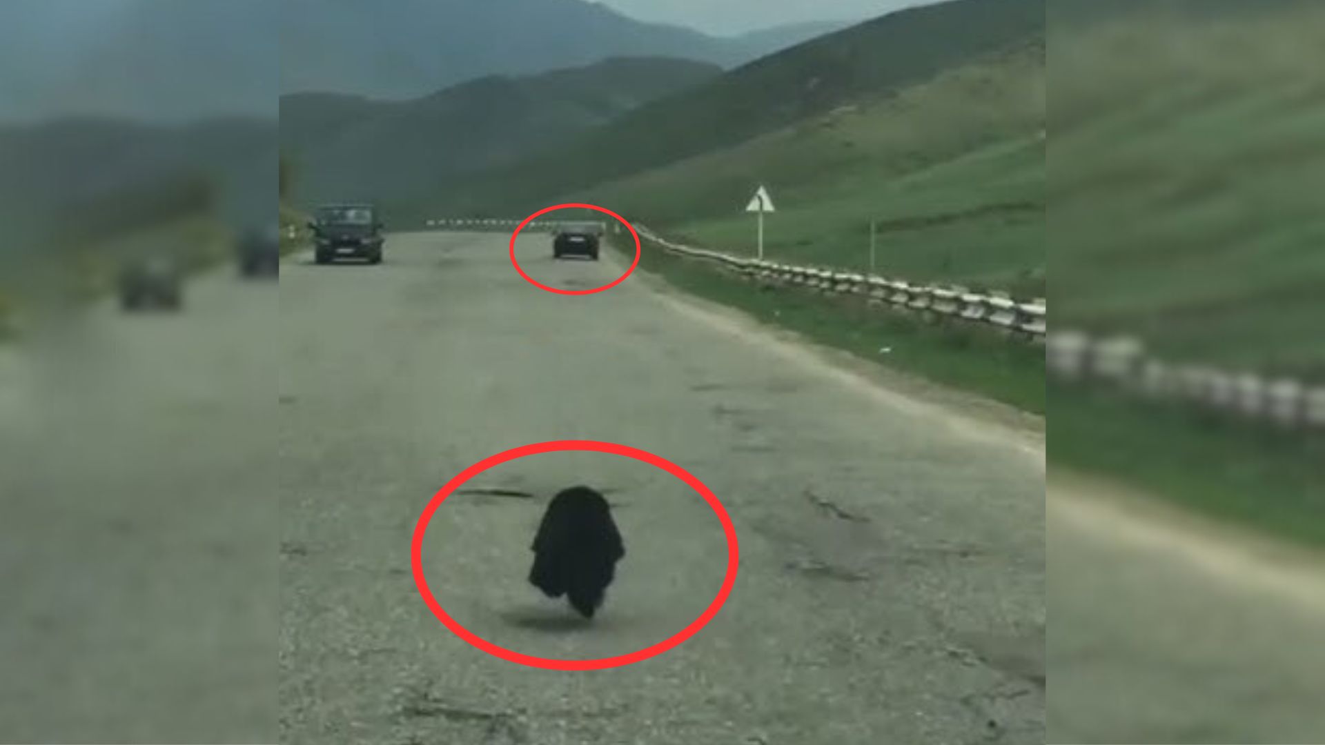 Puppy Dumped In A Remote Area Chases After Her Owner’s Car, Refusing To Be Abandoned