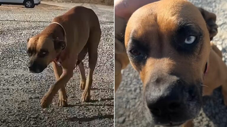 desperate mama dog