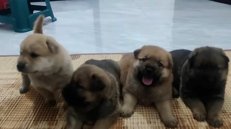Desperate Mama Pup Leads Construction Workers To An Abandoned Container