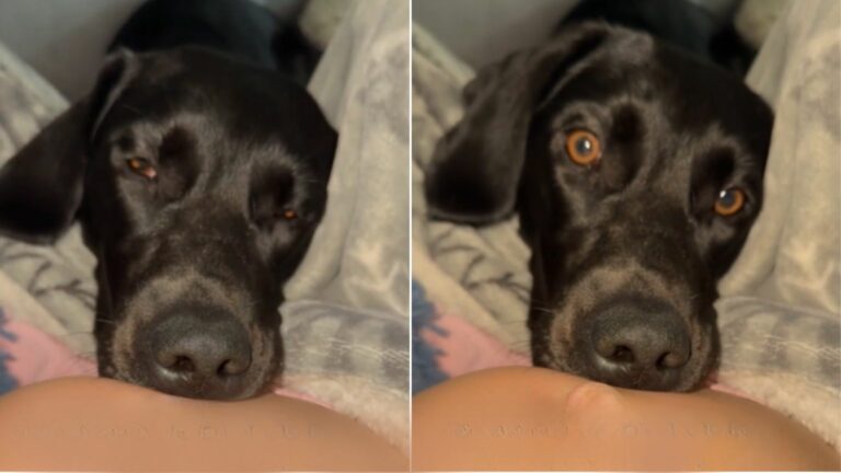 Dog Felt The Pregnant Owner's Baby Moving