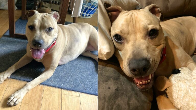 dog at shelter