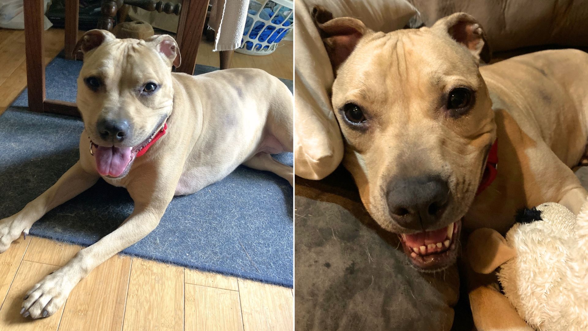 Dog Was Sad She Had To Return To A Shelter She Was Born In After Being Surrendered By Her Family