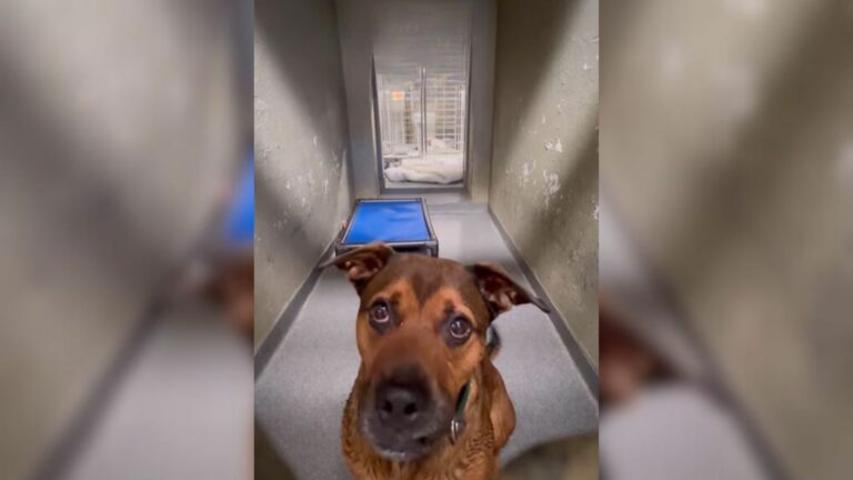 Dog Surrendered Twice Spends 1,244 Days At Shelter