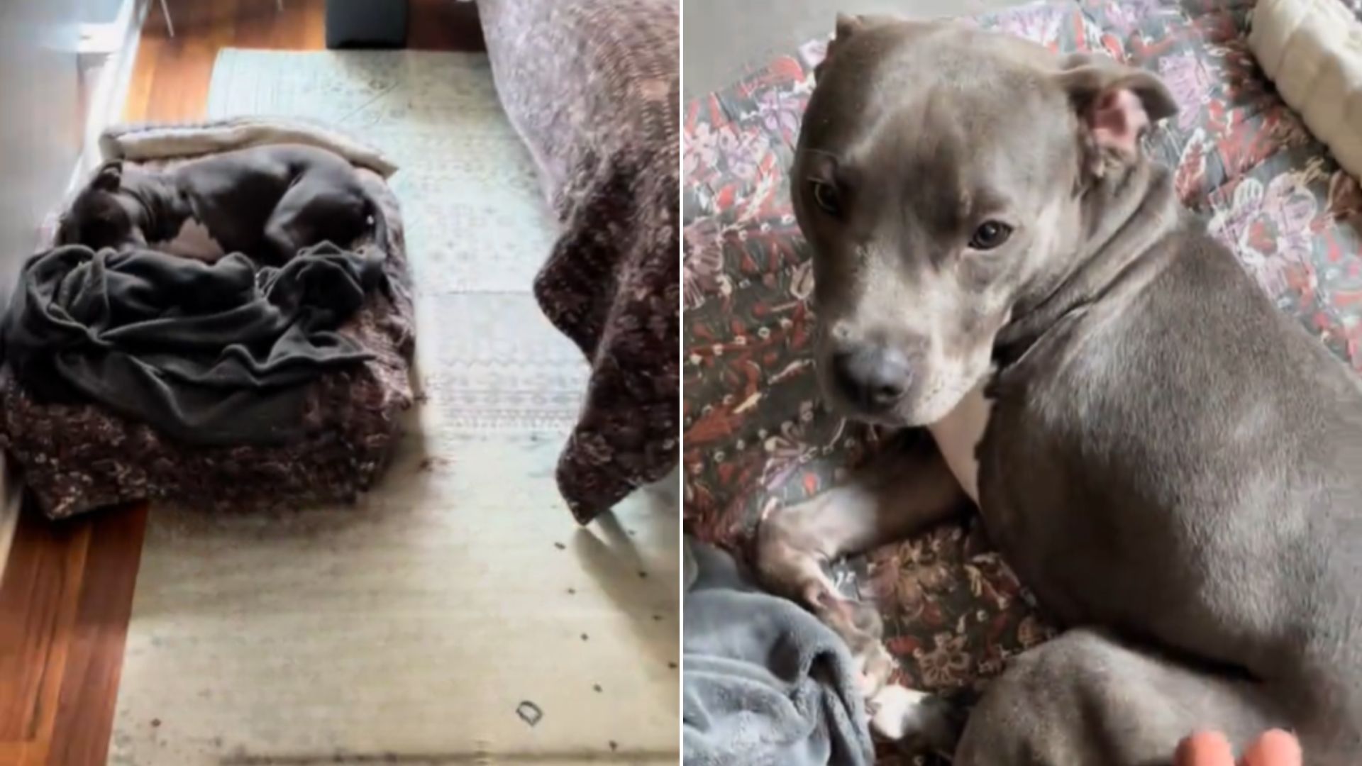 Compassionate Family From Chicago Saves Dog, Sending A Message To Owner Who Abandoned Him