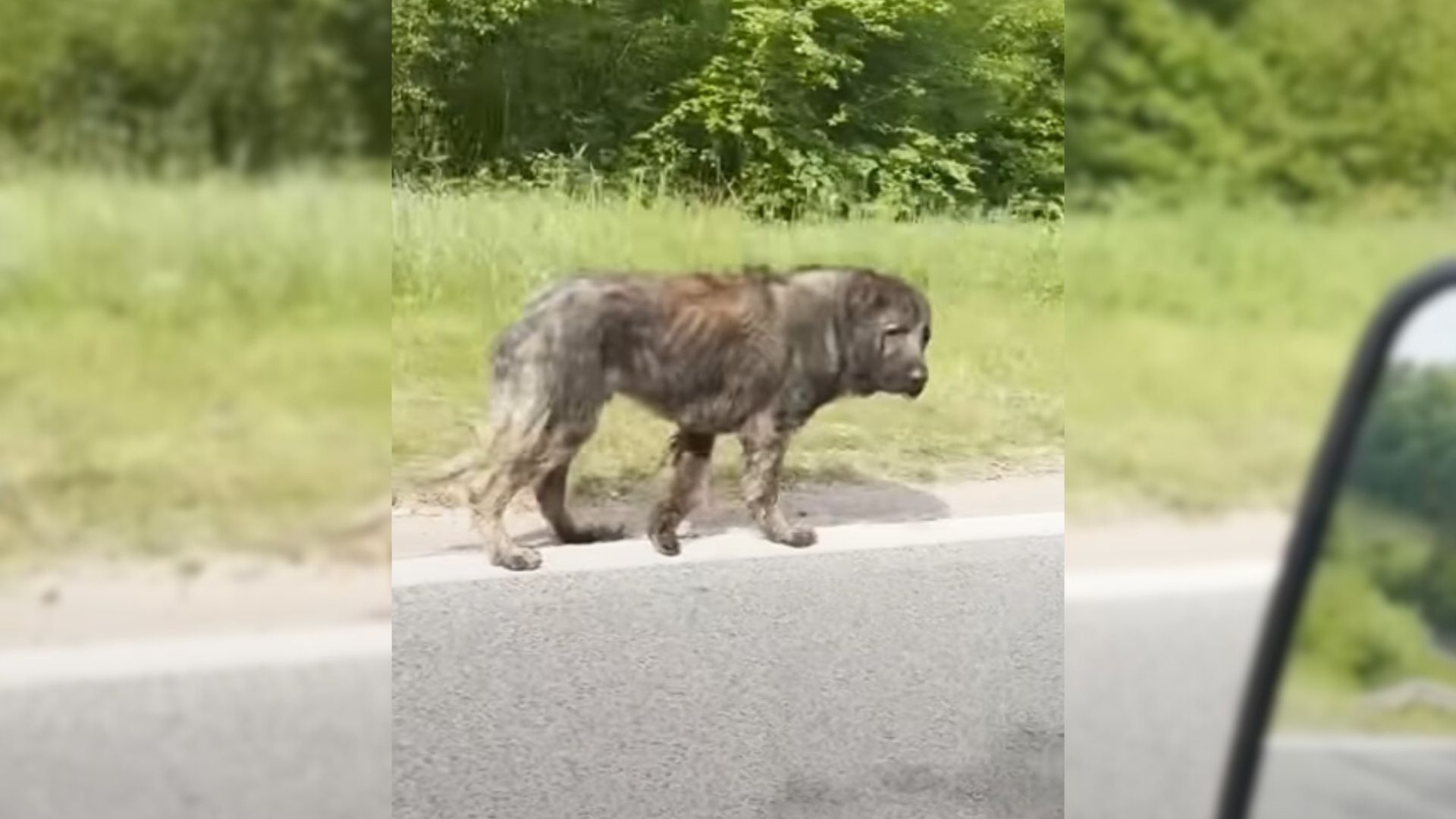 People Refuse To Help Dog Just Because He Looks ‘Scary’, Then Miracle Happens