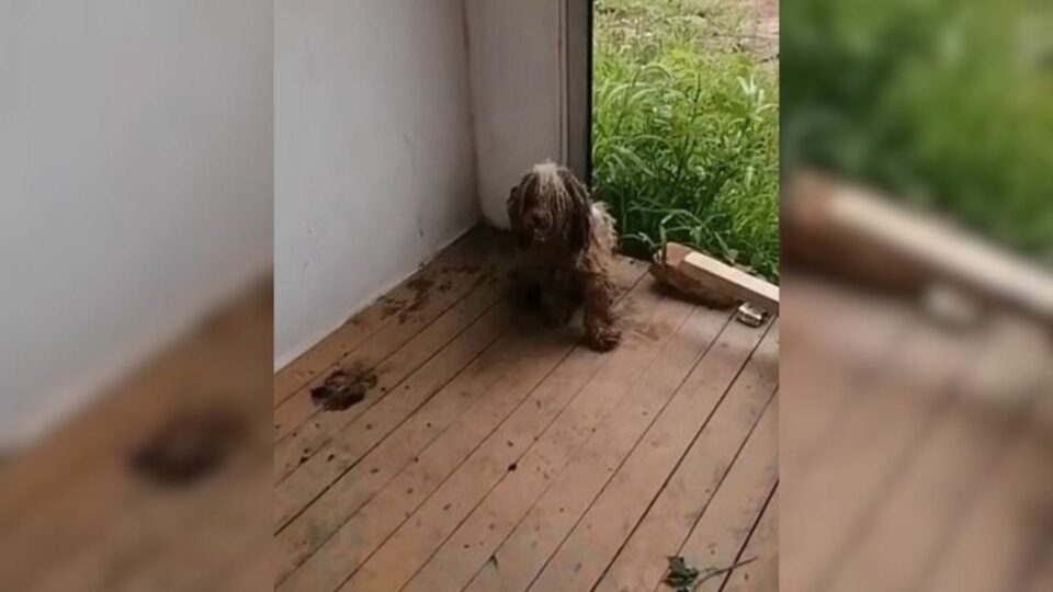 Loyal Dog Stayed True To His Old Home After His Family Moved Away ...